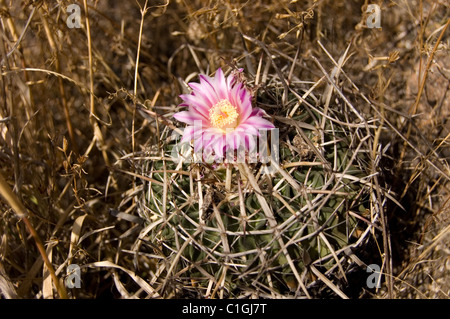 Photo of a wild cactus (Stenocactus obvallatus) blooming in central Mexico Stock Photo
