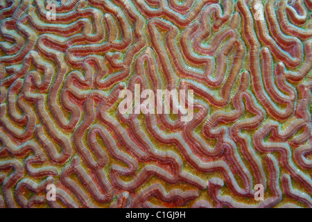Symmetrical Brain Coral (Diploria strigosa) Stock Photo