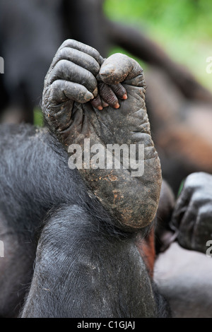 chimpanzee feet