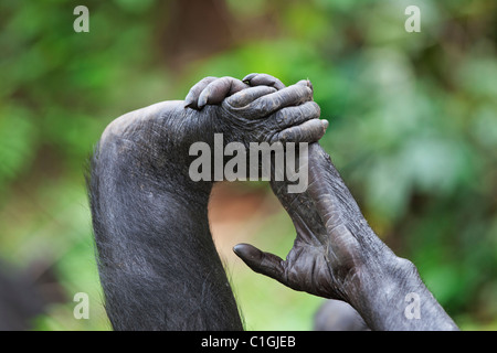 Hand and foot of Bonobo Chimpanzee at the Sanctuary Lola Ya Bonobo, Democratic Republic of the Congo Stock Photo