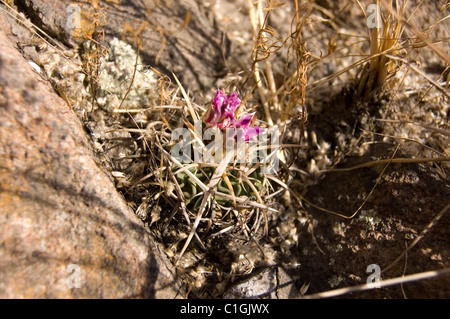 Photo of a small wild cactus (Stenocactus obvallatus) in central Mexico Stock Photo