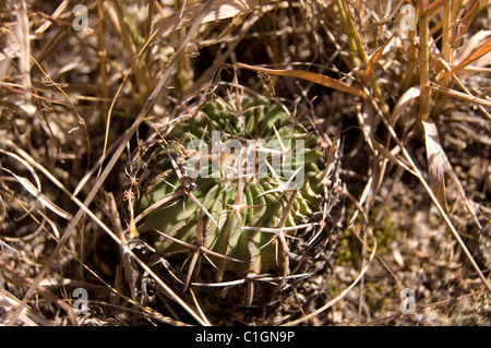 Photo of a wild cactus (Stenocactus obvallatus) growing among the grass in central Mexico Stock Photo