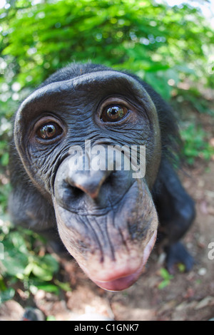 Bonobo Chimpanzee at the Sanctuary Lola Ya Bonobo, Democratic Republic of the Congo Stock Photo