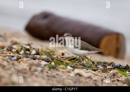 Common Sandpiper (Actitis hypoleucos), juvenile. Stock Photo