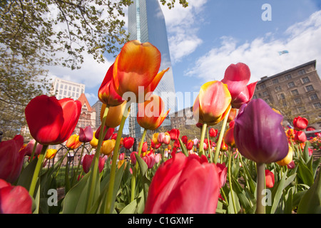 Tulips in a garden, Copley Square, Boston, Suffolk County, Massachusetts, USA Stock Photo