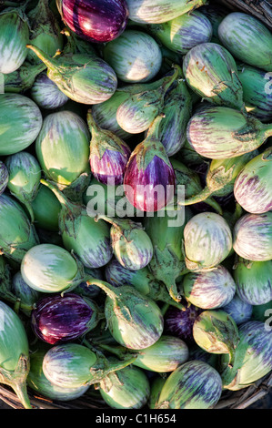 Indian vegetables. Eggplant / Aubergines or Brinjal. Andhra pradesh, India. Food pattern Stock Photo