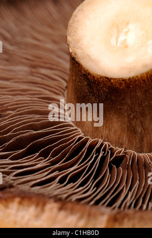 Large field mushroom - underside showing spores
