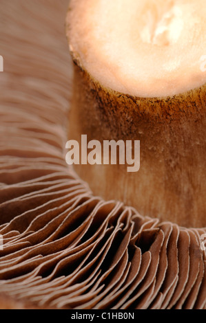 Large field mushroom - underside showing spores Stock Photo