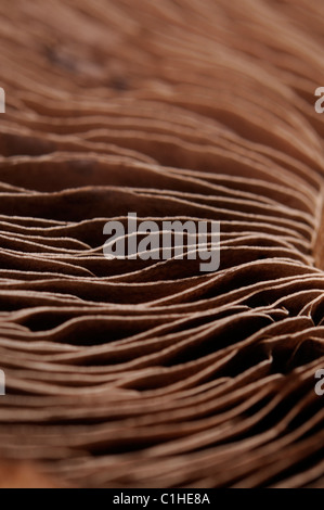 Large field mushroom - underside showing spores Stock Photo