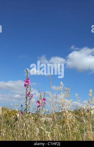 Spring in the desert. Latest gentle pink flowers and dried grass Stock Photo