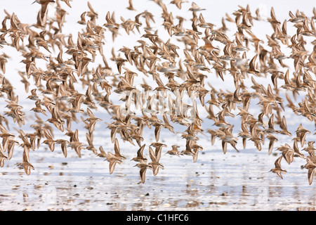 Western Sandpipers converge on the Copper River Delta near Cordova, Alaska to refuel during migration to the Arctic. Stock Photo