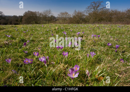 Spring Crocus, Crocus vernus, in Inkpen Crocus Field SSSI, Berkshire. Stock Photo