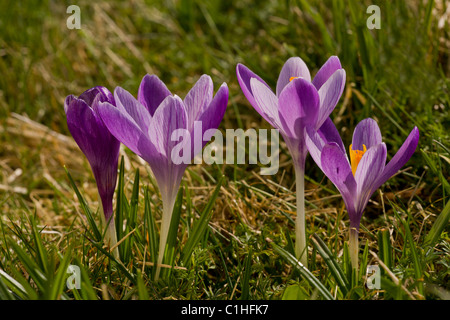 Spring Crocus, Crocus vernus, in Inkpen Crocus Field SSSI, Berkshire. Stock Photo