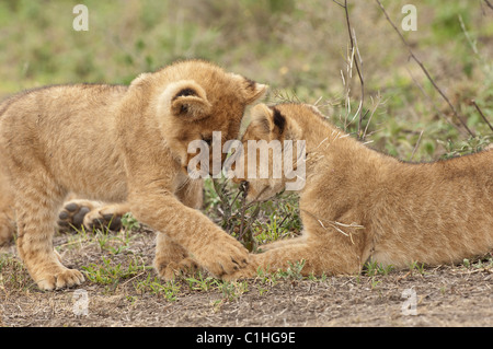 Stock photo of two lion cubs playing with sticks.