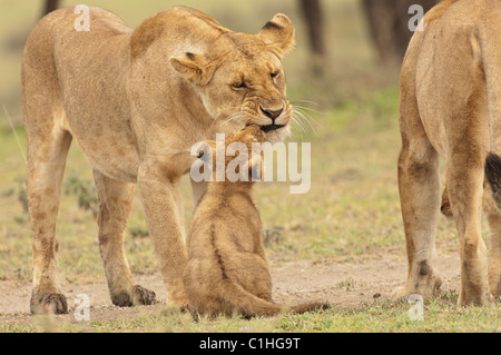 Stock photo of a lion cub greeting his mom.