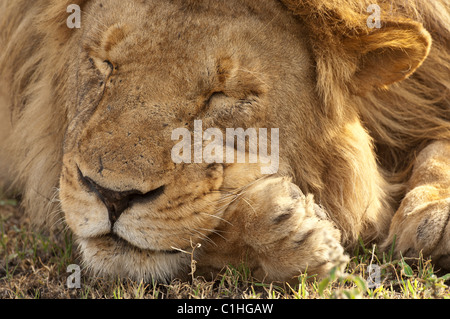 Stock photo closeup of a large male lion resting his head on his paws. Stock Photo