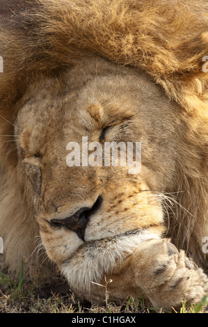 Stock photo closeup of a large male lion resting his head on his paws. Stock Photo