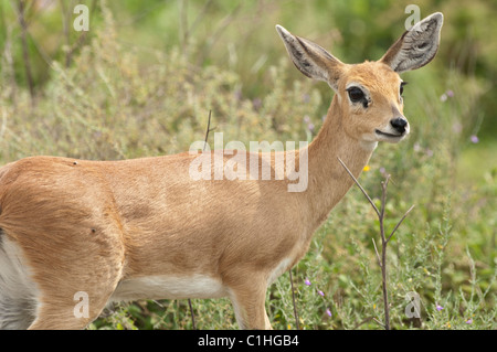 Female oribi standing near some brush. Stock Photo
