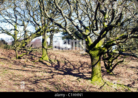 Oak tree's on the Quantock hills, West Somerset, England Stock Photo