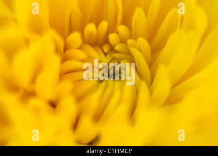 yellow gerbera flower, close-up, macro, yellow flower, gerbera, green pollen, yellow petals Stock Photo