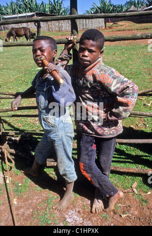 Dorze boys eating sugar cane, Chencha, Ethiopia Stock Photo