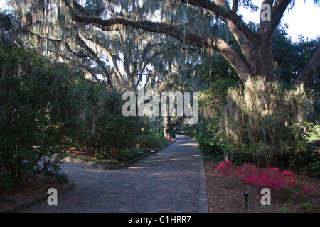 Spanish Moss on live oaks at Maclay Gardens, Tallahassee, Florida, USA Stock Photo