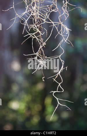 Spanish Moss on live oaks at Maclay Gardens, Tallahassee, Florida, USA Stock Photo
