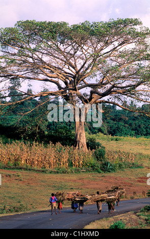 Ethiopia, Shoa state, Bako region, Oromo country Stock Photo