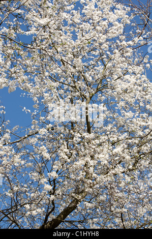 Prunus cerasifera is a species of plum known by the common names cherry plum and myrobalan plum. It is native to Europe. Stock Photo