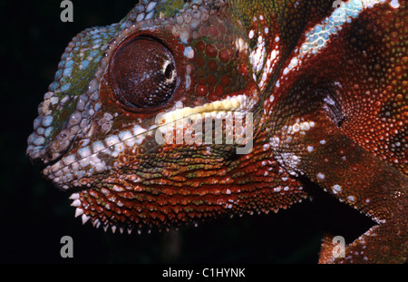 Portrait of a male Panther Chameleon, Furcifer pardalis, Madagascar Stock Photo