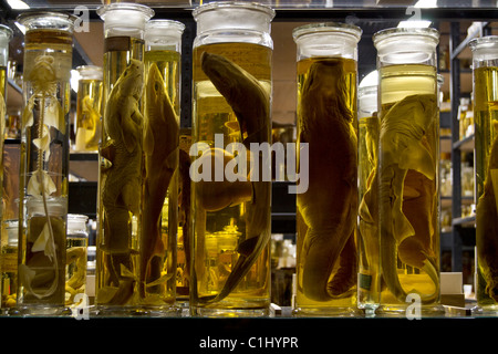 fish specimen preserved in jars Stock Photo