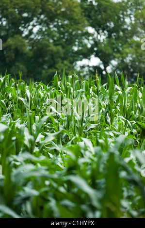 Close-up of Corn, 's-Hertogenbosch, Noord Brabant, Netherlands Stock Photo