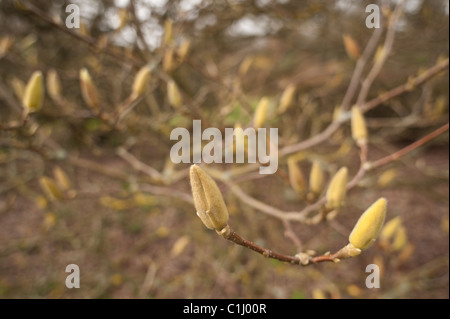Magnolia x soulanglana Saucer Magnolia Magnoliaceae early season and flowers developing inside buds Stock Photo