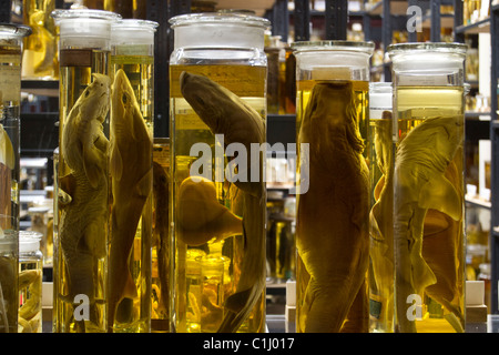 fish specimen preserved in jars Stock Photo