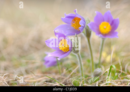 Pasque Flower, Wuerzburg, Franconia, Bavaria, Germany Stock Photo