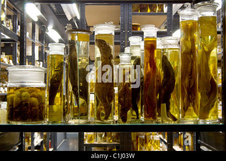 fish specimen preserved in jars Stock Photo - Alamy