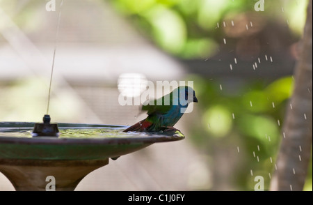 Forbes Parrot Finch at bird bath bathing Stock Photo