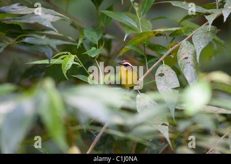 Rufous-capped Warbler, Basileuterus rufifrons mesochrysus, at in the rainforest at Isla Coiba national park,  Veraguas province, Republic of Panama. Stock Photo