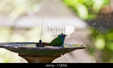 Forbes Parrot Finch at bird bath bathing Stock Photo