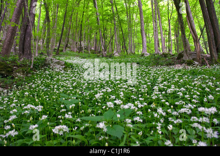 Soca Valley, Slovenia Stock Photo