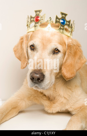 Portrait of Golden Retriever Wearing a Crown Stock Photo