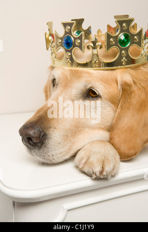 Portrait of Golden Retriever Wearing a Crown Stock Photo