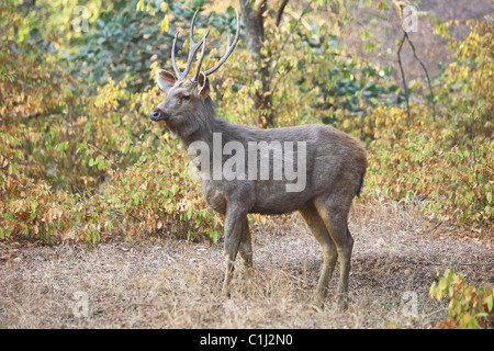 Sambar Deer (Cervus unicolor ) from Kanha National Pakr, Madhya Predesh India Stock Photo