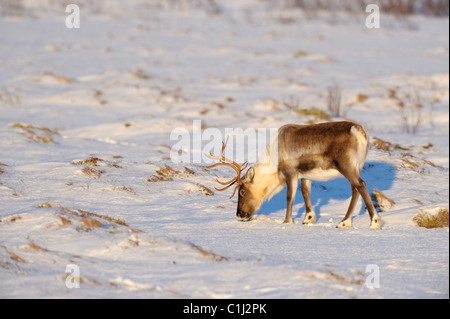 Reindeer, Kvaloy, Sandvika, Troms, Norway Stock Photo