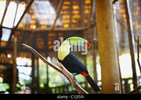Toucan in Zoo, Costa Rica Stock Photo
