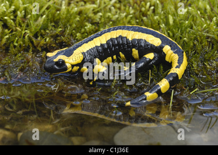 fire salamander Stock Photo