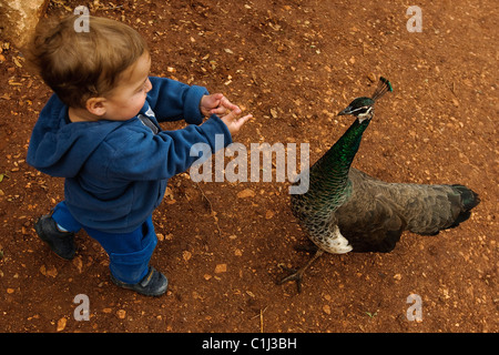 Toddler with a peacock at a petting corner in a children's zoo Stock Photo