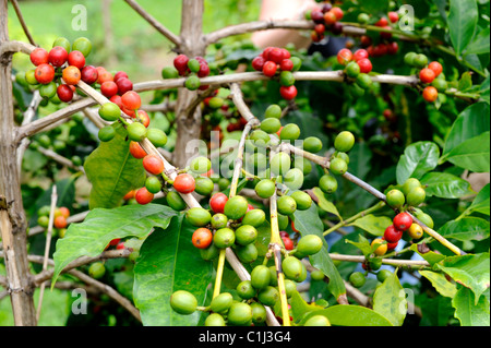 Coffee Bean Plants Kona Hawaii Pacific Ocean Stock Photo