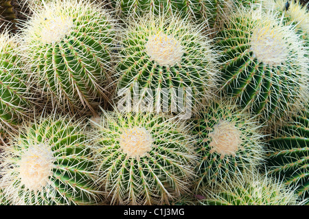 Barrel Cactus Stock Photo