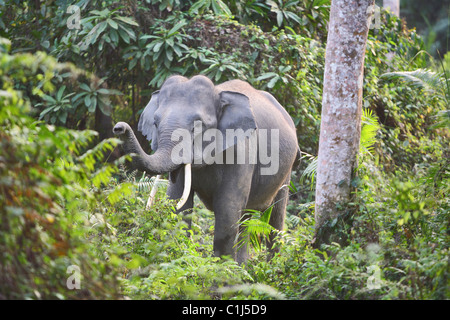 Indian Elephant (Elephas maximus indicus) Young male at Kaziranga National Park Aasam India Stock Photo